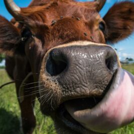 Une algue tropicale pour réduire les flatulences des vaches