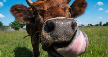 Une algue tropicale pour réduire les flatulences des vaches