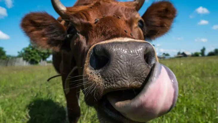 Une algue tropicale pour réduire les flatulences des vaches