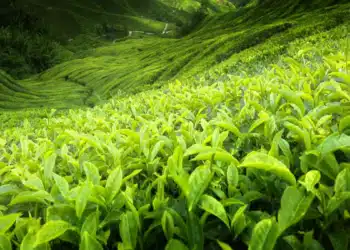 L'acétalisation : une méthode simple mais efficace pour la valorisation de la biomasse