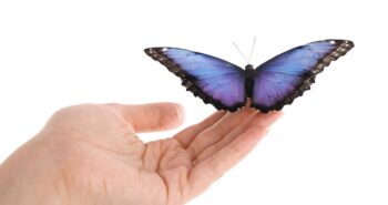 Le vol d'un papillon inspire une nouvelle façon de produire de la force et de l'électricité