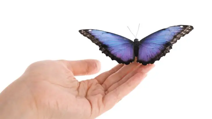 Le vol d'un papillon inspire une nouvelle façon de produire de la force et de l'électricité