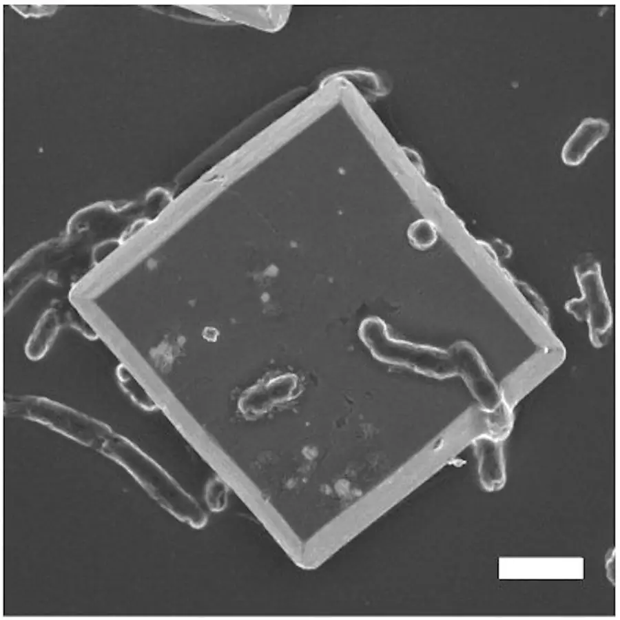 Comment des microbes alimentés par l'énergie solaire transforment le CO2 en bioplastique ? 2