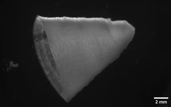 Création d'un ventricule cardiaque fonctionnel grâce à l'impression 3D 2