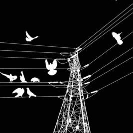 USA : pourquoi les oiseaux meurent-ils le long des lignes électriques ? La réponse pourrait vous surprendre