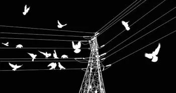 USA : pourquoi les oiseaux meurent-ils le long des lignes électriques ? La réponse pourrait vous surprendre