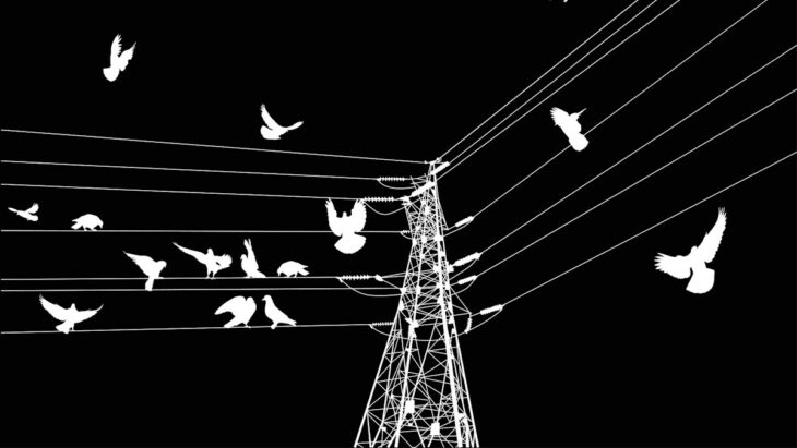 USA : pourquoi les oiseaux meurent-ils le long des lignes électriques ? La réponse pourrait vous surprendre