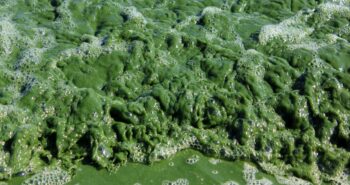 Des chercheurs neutralisent plus de 85% des algues toxiques