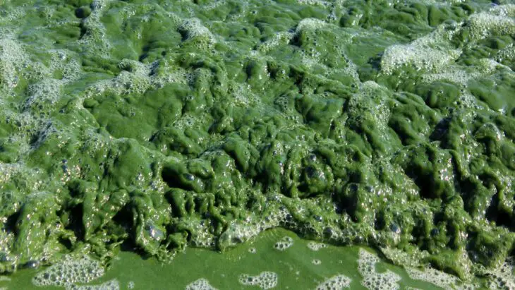 Des chercheurs neutralisent plus de 85% des algues toxiques