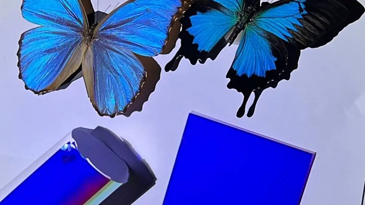 Les papillons Morpho inspirent une technologie de refroidissement économe en énergie