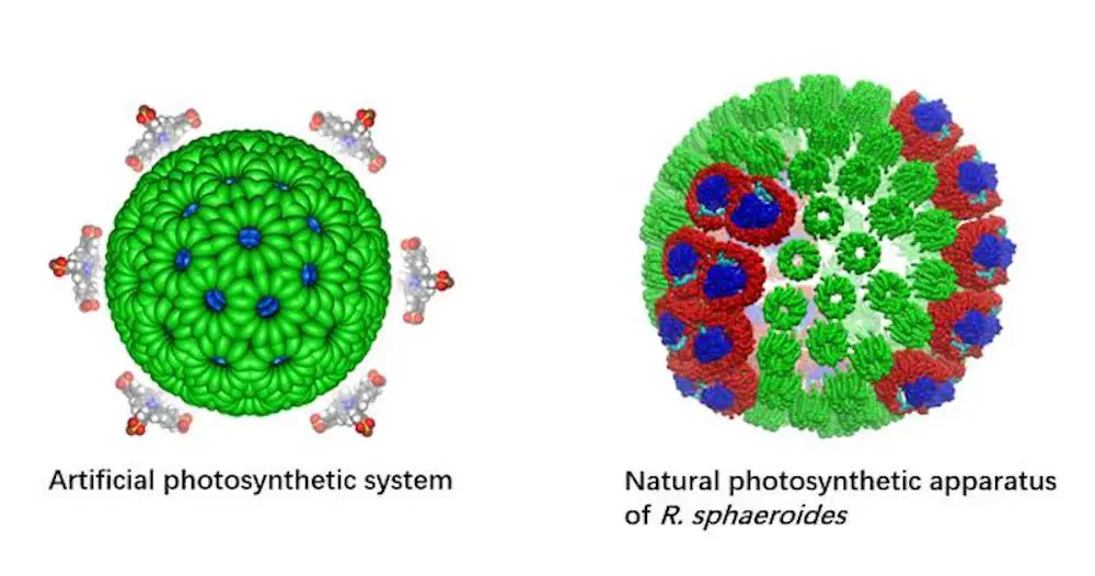 Quand un système de photosynthèse artificielle surpasse la version naturelle 2