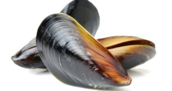 Les secrets adhésifs des moules : une clé pour les technologies propres