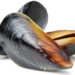 Les secrets adhésifs des moules : une clé pour les technologies propres