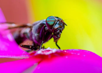 L'avenir du plastique pourrait-il être lié aux insectes ?