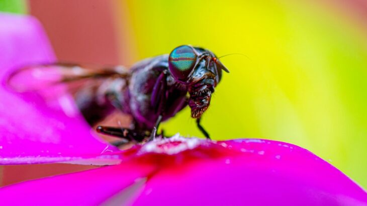 L'avenir du plastique pourrait-il être lié aux insectes ?