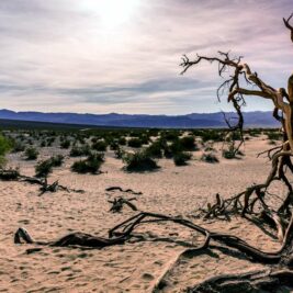 Vallée de la mort : récupérer de l'eau dans un lieu à 7% d'humidité