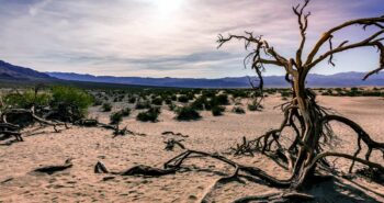 Vallée de la mort : récupérer de l'eau dans un lieu à 7% d'humidité