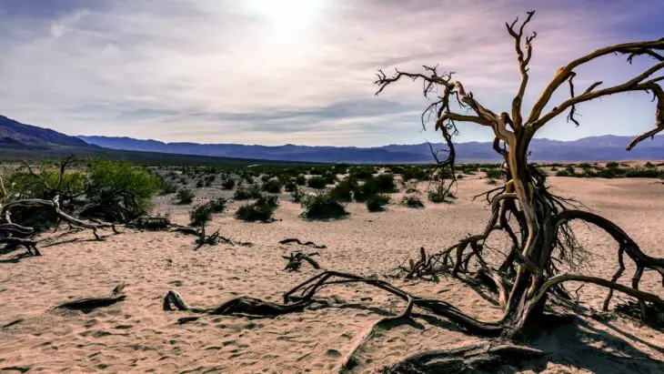 Vallée de la mort : récupérer de l'eau dans un lieu à 7% d'humidité