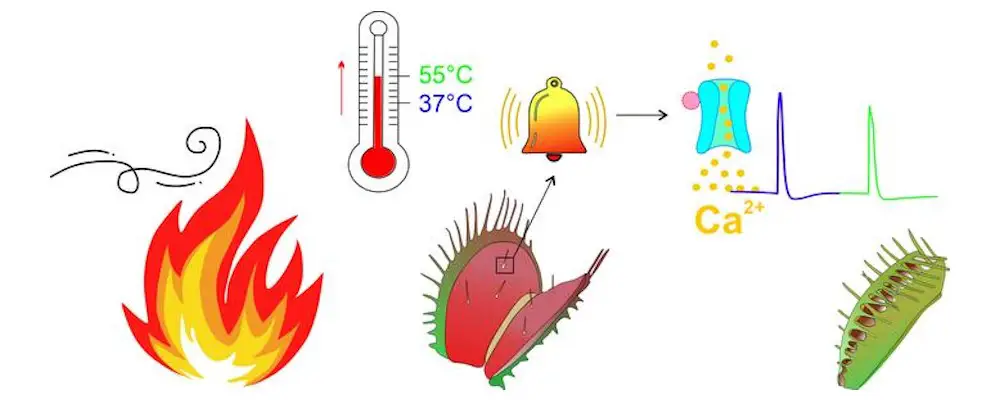 Face au feu : la réaction inattendue du piège à mouche de Vénus 2