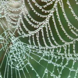 Un chercheur s'inspire des toiles d'araignée pour collecter de l'eau douce à partir de l'air