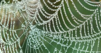 Un chercheur s'inspire des toiles d'araignée pour collecter de l'eau douce à partir de l'air