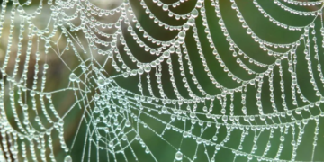 Un chercheur s'inspire des toiles d'araignée pour collecter de l'eau douce à partir de l'air