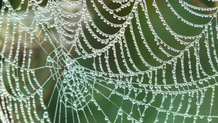 Un chercheur s'inspire des toiles d'araignée pour collecter de l'eau douce à partir de l'air