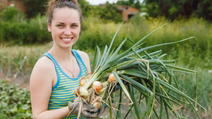 Le secret des foyers britanniques pour réduire leur gaspillage alimentaire