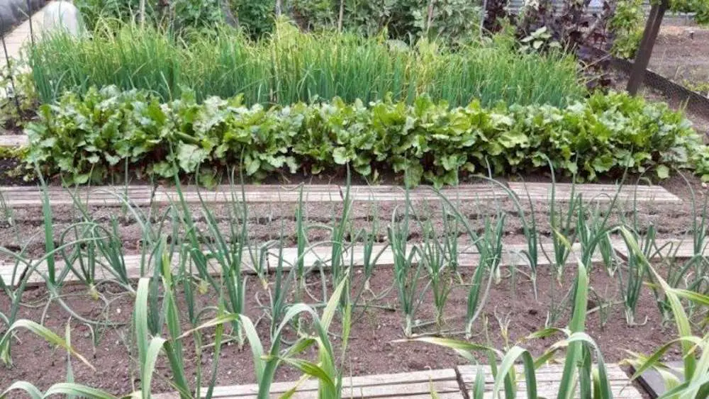 Légumes cultivés et récoltés dans un jardin familial appartenant à l'un des participants à l'étude.