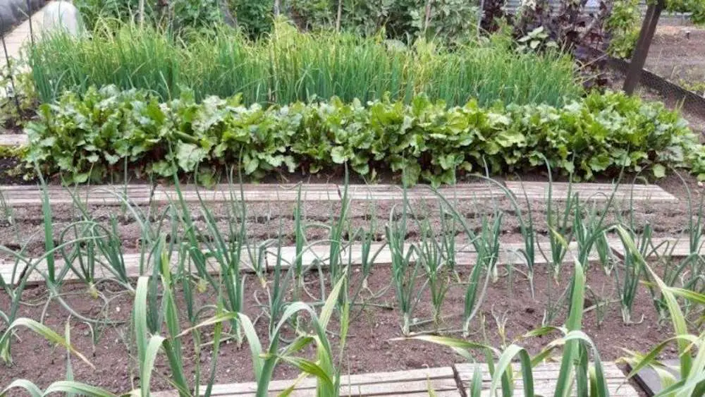 Le secret des foyers britanniques pour réduire leur gaspillage alimentaire 2 Légumes cultivés et récoltés dans un jardin familial appartenant à l'un des participants à l'étude.
