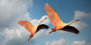 Les oiseaux migrateurs survivront-ils à notre monde connecté ?