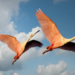 Les oiseaux migrateurs survivront-ils à notre monde connecté ?