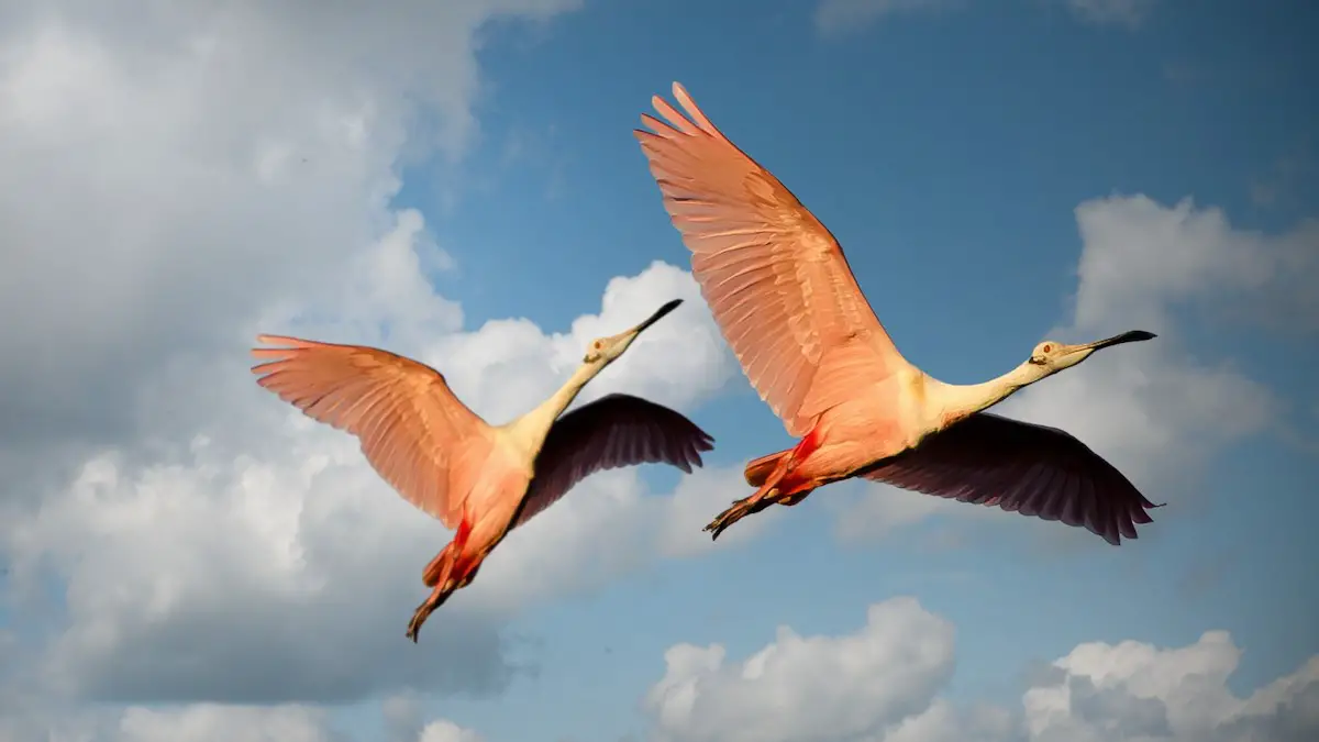Les oiseaux migrateurs survivront-ils à notre monde connecté ?