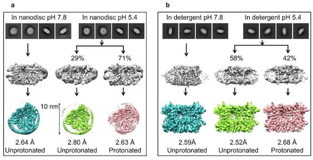 Photosynthèse : une découverte majeure pour améliorer les rendements agricoles 2