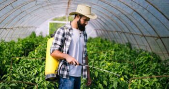 Pulvérisateurs électriques : l'arme fatale pour éliminer les nuisibles de votre jardin