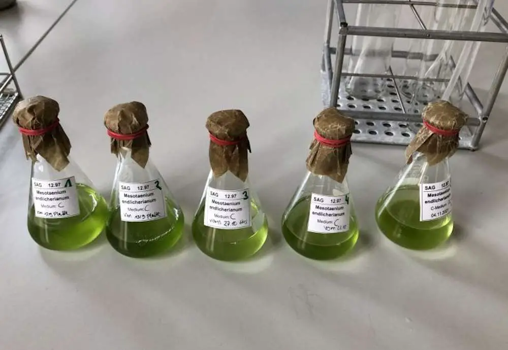 Les algues fournissent des indices sur 600 millions d'années d'évolution des plantes 2