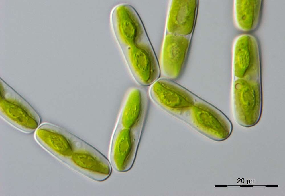 Les algues fournissent des indices sur 600 millions d'années d'évolution des plantes 3