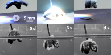 Hydrogel intelligent : il se contracte à la demande comme un muscle