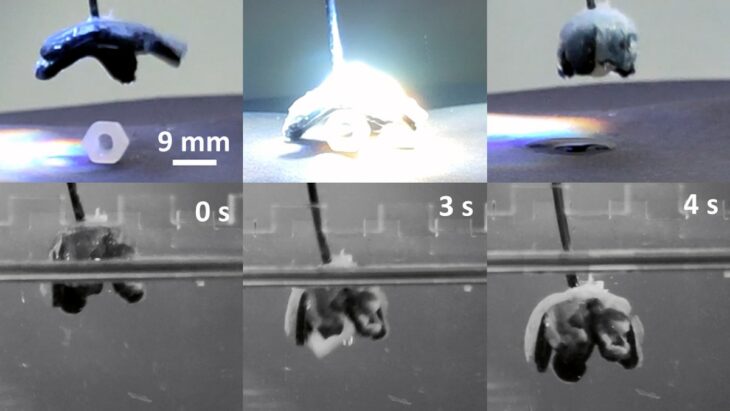 Hydrogel intelligent : il se contracte à la demande comme un muscle