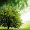 Modifier génétiquement les arbres pour faciliter la production de biocarburants