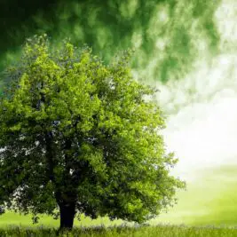 Modifier génétiquement les arbres pour faciliter la production de biocarburants