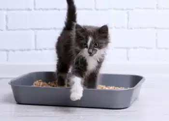 Le biogaz bientôt purifié grâce à une argile utilisée pour les chats ?