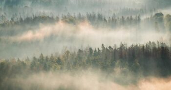 Arbres : leur rôle insoupçonné dans la fabrication des nuages