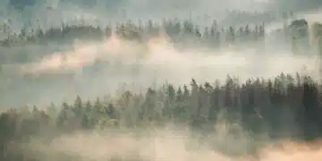 Arbres : leur rôle insoupçonné dans la fabrication des nuages