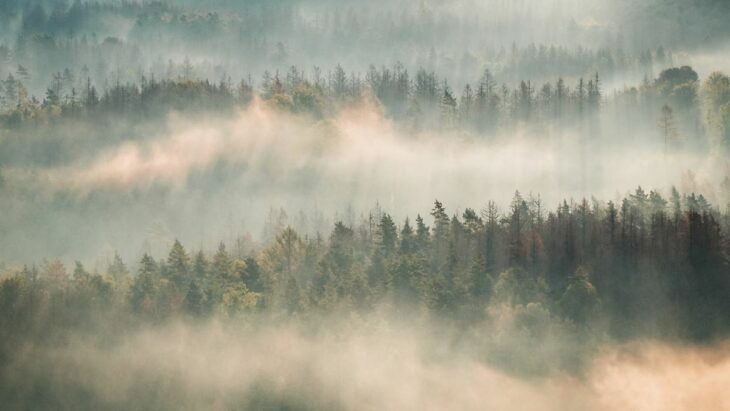 Arbres : leur rôle insoupçonné dans la fabrication des nuages