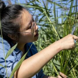 Un nanogénérateur inspiré par une mauvaise herbe