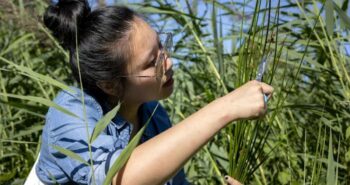 Un nanogénérateur inspiré par une mauvaise herbe