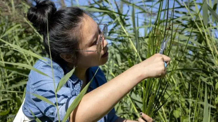 Un nanogénérateur inspiré par une mauvaise herbe