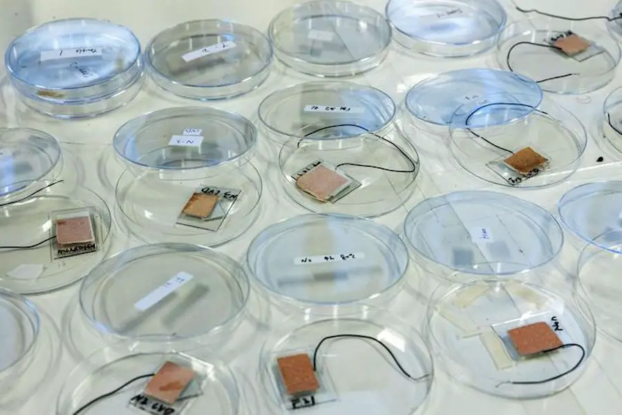 Un nanogénérateur inspiré par une mauvaise herbe 2