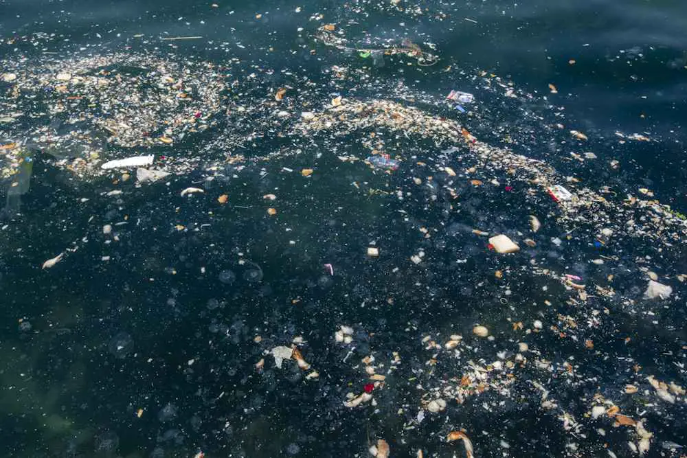 Des chercheurs isolent 3 souches fongiques pour combattre les microplastiques 2